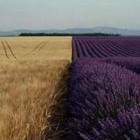 سمیه (@smyh492936) 's Twitter Profile Photo