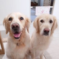 ﾜｯﾌﾙﾏﾏ(ﾏﾏﾝ♪)野球と音楽好き (@wafflenomama) 's Twitter Profile