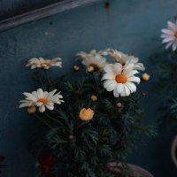 Siba (@siba7188) 's Twitter Profile Photo