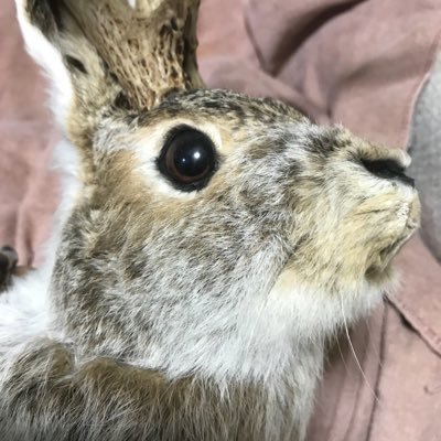 daikomyodaiko's profile picture. ウサギとカメが大好きです🐰🐢 食べる事も大好きです😋 若返りと仙人になるのを目指すカメうさです✨ あと中国拳法もやってるので時々つぶやきます｡ ぴょんぴょん🐰