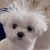 호자 (@zhoandme) Twitter profile photo 호자 (@zhoandme) Twitter profile photo