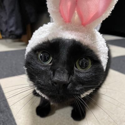 黒猫のあずきです🐈⬛ 女の子です。 チュールは苦手です。猫好きさんはフォローしますので宜しくお願いします🙇 #黒猫同盟#猫のいる幸せ