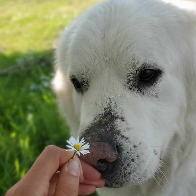 NicolaPurdom's profile picture. 