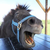 トロすけ (@torosuke_dq10) 's Twitter Profile Photo