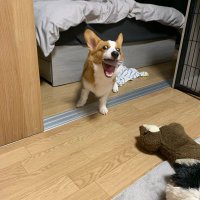 ヤナコ (@pow78bs) 's Twitter Profile Photo