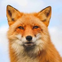 Laura (@foxberggren) 's Twitter Profile