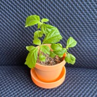 みどり (@eight_melds) 's Twitter Profile Photo