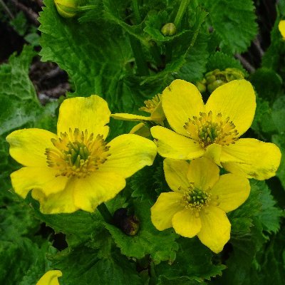 Rajib_BSI's profile picture. Sr. Scientist, Botanical Survey of India, MoEF&CC, Sikkim