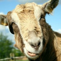 pepardoelpardo (@pepardoelpardo) 's Twitter Profile