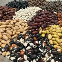 UoGDryBeanBreeding (@uogdrybean) 's Twitter Profile