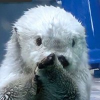 うさ🦦 (@rakkousausa) Twitter profile photo