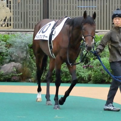 マス競馬さんのプロフィール画像