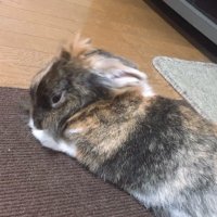ごろんねこ (@goron_kolon0513) 's Twitter Profile
