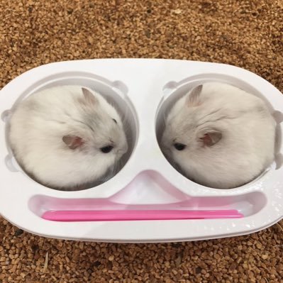 08(07),きぞるスティック勢。RTしまくって、気が向いたら動画をあげる @hamugamenosabu(技やシークエンスを隠すとこ)