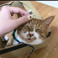 モフねこさん (@mofunekosannn) 's Twitter Profile Photo モフねこさん (@mofunekosannn) 's Twitter Profile Photo