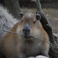 Muhhh (@muhhh201231) 's Twitter Profile Photo