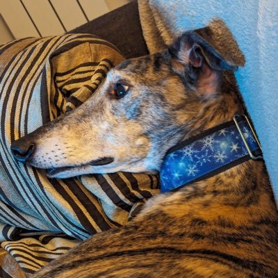 Primary teacher in year 2 previously year 4 and year 1, Computing lead, Professional mentor, 2 grown up children. Personal account all views my own.