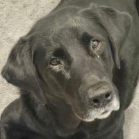 Mickey Paws 🐾🐾 (@mickeypaws1) 's Twitter Profile
