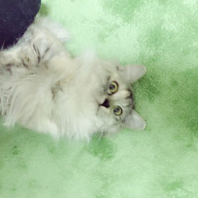 monfuji_ffff's profile picture. MISA🐈‍⬛🪯