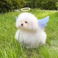 코코 (@kokoco04) 's Twitter Profile