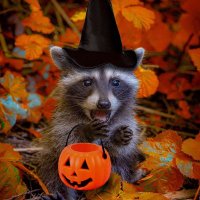 Wor_Scrappa (@worscrappa) 's Twitter Profile