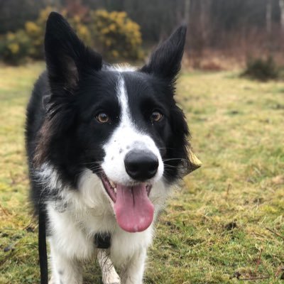 BratArmy's profile picture. Brexit. Buy British 🇬🇧 cancer survivor.