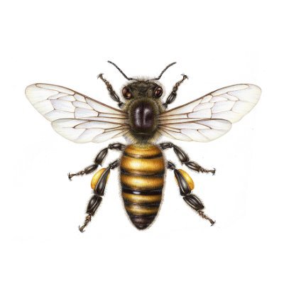 Beekeeper in Scotland. In my spare time I was a scientist. Now I write and talk. https://t.co/tYsyuDLP9w