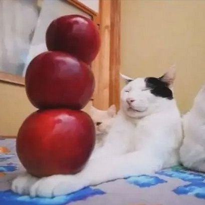 X4pples's profile picture. crashing out rn