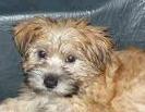 Woef! Ik ben Coco, een maltezer x shih-tzu. Houd van balletjes en ben altijd dichtbij mijn grote zus Amber.