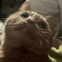 髙島隼人 (@88100920hs) 's Twitter Profile