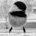 Chickadee 🌼 (@uschickadee) Twitter profile photo Chickadee 🌼 (@uschickadee) Twitter profile photo