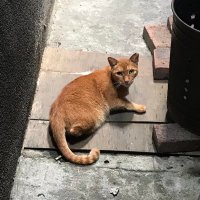 Lush (@d39850664) 's Twitter Profile
