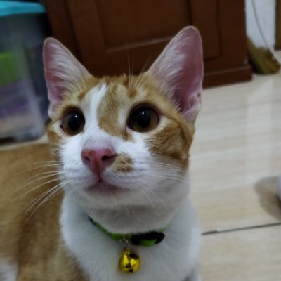 akatsoki01's profile picture. Photo & Video | Editor | Journalist | Graphic Designer | Web3 Enthusiast | HodLer | Phylantrophist | ✨ DM for Collaboration / Partnership