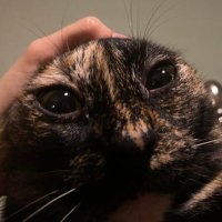 cali (@caliposting) 's Twitter Profile