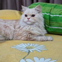 Bihan Iftakher (@iftakherbihan) Twitter profile photo