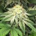 Horticulture420247 (@horticulture247) Twitter profile photo Horticulture420247 (@horticulture247) Twitter profile photo