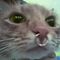 Morthe Habblet (@mth455) 's Twitter Profile