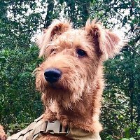 Wurll (@_wurll) 's Twitter Profile