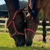 🌕Retouch【公式】肥育場の馬🐴 引退競走馬🐴 引退馬🐴の保護 バジガク 馬の学校 高校 (@retouch_menbers) Twitter profile photo 🌕Retouch【公式】肥育場の馬🐴 引退競走馬🐴 引退馬🐴の保護 バジガク 馬の学校 高校 (@retouch_menbers) Twitter profile photo