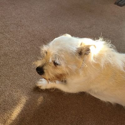 ilcopestick's profile picture. Music and book lover.
Gobshite