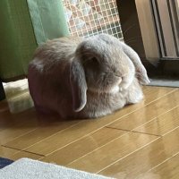 垂れ耳ボンド君 (@94qebpajx142970) 's Twitter Profile Photo