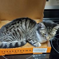 Kat Brew (@kitkat61969) 's Twitter Profile