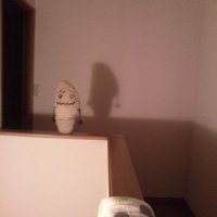 banachi【ばなちー】 (@banachi_rd_game) 's Twitter Profile