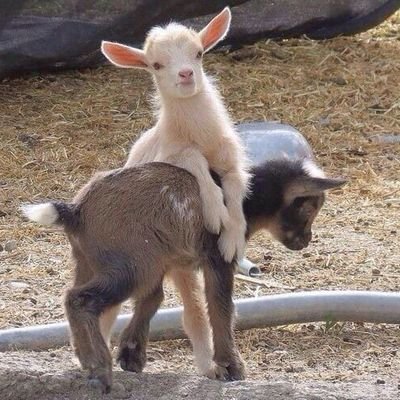 WeenMeee's profile picture. They call me Luffy