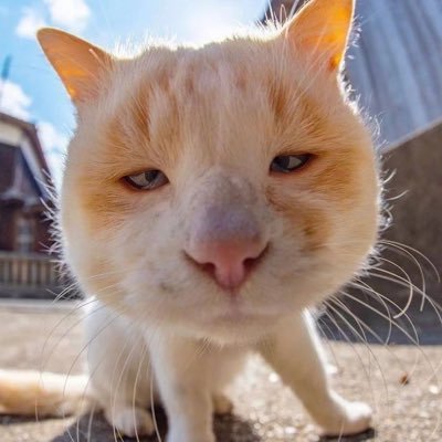 fengsong2005's profile picture. 