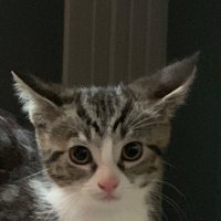ayla loves koda🇻🇦 (@ayla_loves_koda) 's Twitter Profile Photo ayla loves koda🇻🇦 (@ayla_loves_koda) 's Twitter Profile Photo