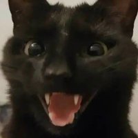CoachCatman (@catmancoach) 's Twitter Profile Photo