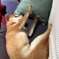 と し こ (@toshico1004) 's Twitter Profile