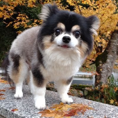 🐾ロン♂(チワワ 2011.5.2〜2024.7.26🌈癒やしをありがとう💞) 🐾スノウ♂(チワワ 🎂2025.1.15 ヨロシクだワン) 🎸小倉悠吾さん(2024.4.27初めての出逢い) 🎸山根康広さん(✨32th✨) ⚾️Yakult swallows 5 7 💐中山美穂さん 🏍️尾崎豊さん