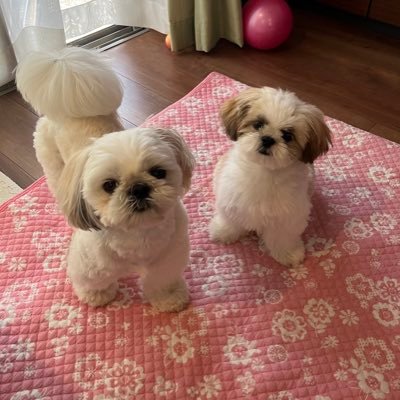こんにちは2児の母です🎶 資格→ボディマッサージ.タイ古式マッサージ😌 家族でキャンプ⛺️紅茶が大好きです🥰 2020年6月からTwitter懸賞を初めましたが凍結してしまい新しく入りなおしました!仲良くして下さい😌宜しくお願いいたします😌副業系❌ #懸賞仲間